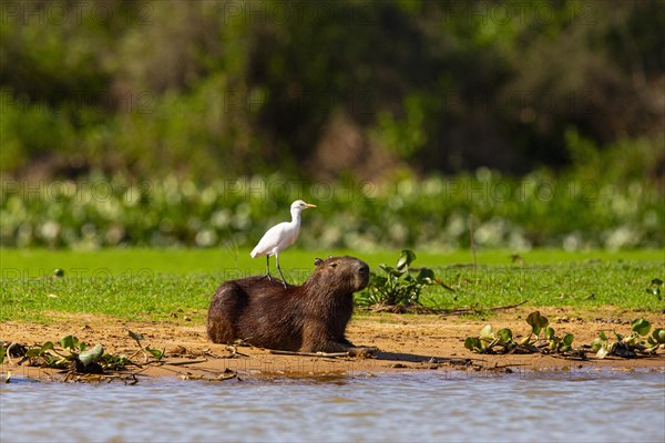 Capybara (Hydrochaeris hydrochaeris) Cattle egret (Bubulcus ibis) Pantanal Brazil