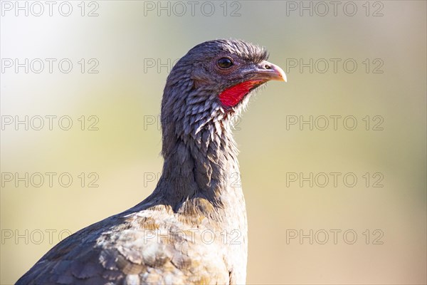 Chaco chachalaca (Ortalis canicollis) Pantanal Brazil