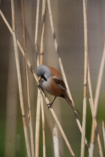 Bearded tit or reedling (Panurus biarmicus) adult male bird on a Common reed stem in a reedbed, England, United Kingdom, Europe