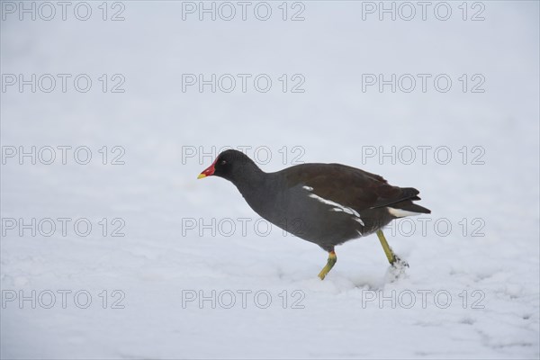 Moorhen (Gallinula chloropus) adult bird on a snow covered frozen lake, England, United Kingdom, Europe