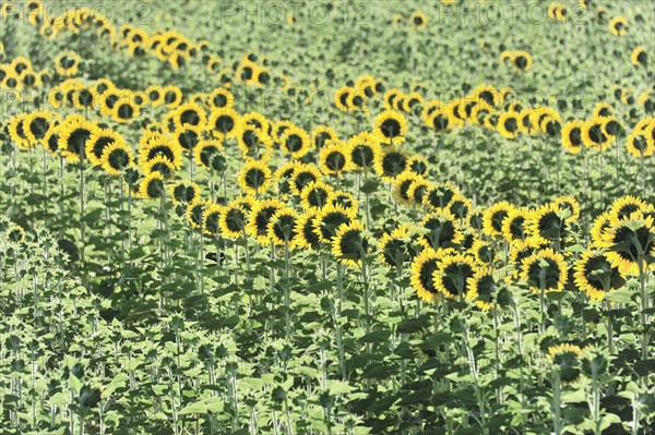 Sunflower field, sunflowers (Helianthus annuus), landscape south of Montepulciano, Tuscany, Italy, Europe