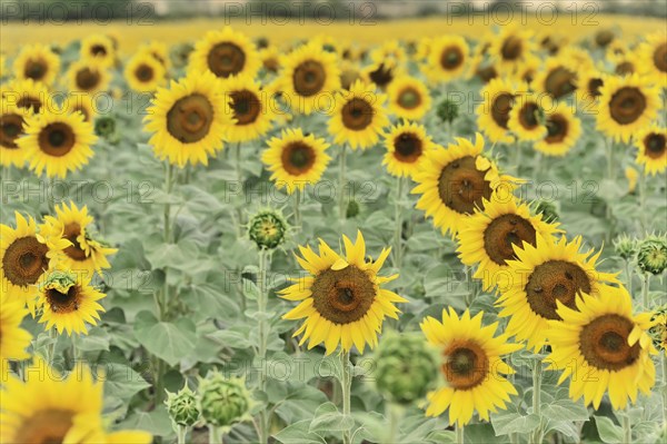 Sunflower field, sunflowers (Helianthus annuus), landscape south of Montepulciano, Tuscany, Italy, Europe