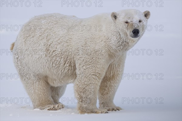 Polar bear (Ursus maritimus), standing in the snow, Kaktovik, Arctic National Wildlife Refuge, Alaska, USA, North America
