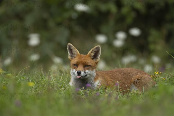 Red fox (Vulpes vulpes) adult animal sitting amongst summer wildflowers in grassland, England, United Kingdom, Europe