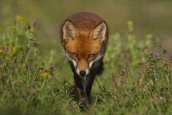 Red fox (Vulpes vulpes) adult animal walking amongst summer wildflowers in grassland, England, United Kingdom, Europe
