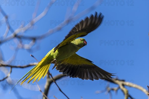 Rose-ringed parakeet (Psittacula krameri) in flight, wildlife, Germany, Europe