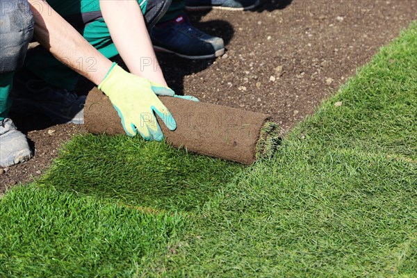 Gardener lays sod