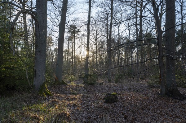 Mixed deciduous forest backlit with sun star, Barnbruch Forest nature reserve, Lower Saxony, Germany, Europe