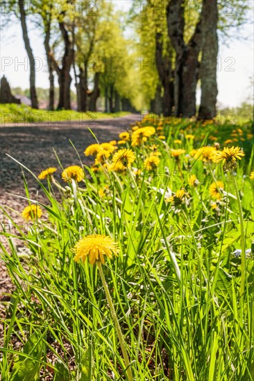 Blooming dandelion (Taraxacum officinale) in a tree Lined gravel road with lush green trees a sunny summer day