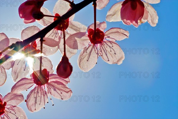 Close up of a white and pink blossom of a Japanese Cherry (Prunus serrulata) with light blue sky