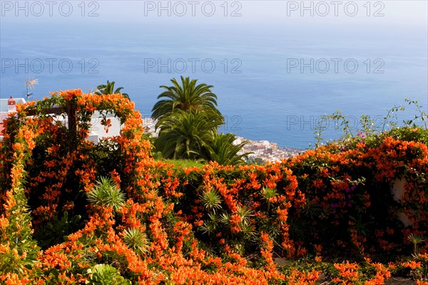 Flamevine or orange trumpet vine (Pyrostegia venusta) Feuer auf dem Dach, Feuerranke, La Palma, Canary Islands, Spain, Europe