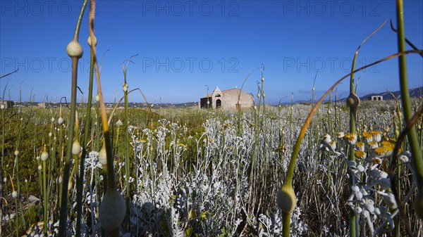 View through tall wildflowers to a small ruin under the vast blue sky, sea fortress Methoni, Peloponnese, Greece, Europe