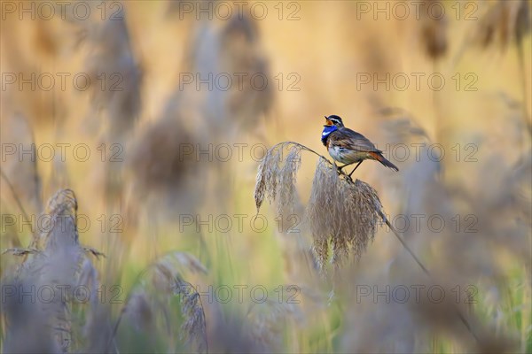 Singing bluethroat in the illuminated reeds of the Wagbachniederung