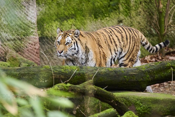 Siberian tiger (Panthera tigris altaica) walking behind a tree trunk, captive, Germany, Europe