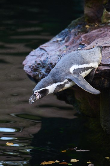 African penguin (Spheniscus demersus) jumping in the water, captive, Germany, Europe