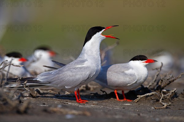 Common Tern (Sterna hirundo), calling in breeding colony, Danube Delta Biosphere Reserve, Romania, Europe