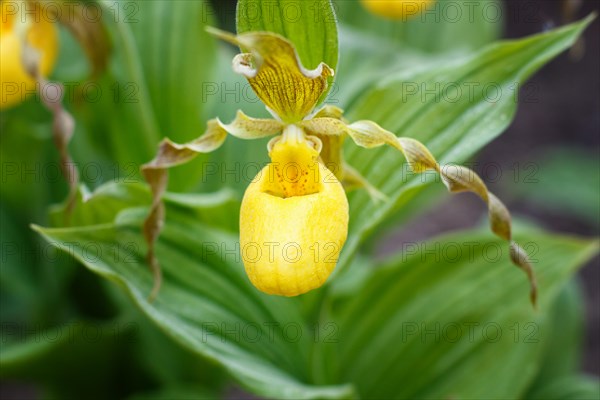 Beautiful orchids of different colors on green background in the garden. Lady's-slipper hybrids. Close up