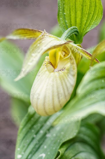 Beautiful orchids of different colors on green background in the garden. Lady's-slipper hybrids. Close up