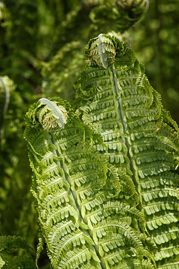 Green young spring fern leaves in the forest