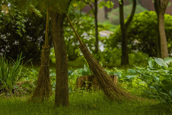 Two old style brooms made of bamboo leaning against a tree in South Korea