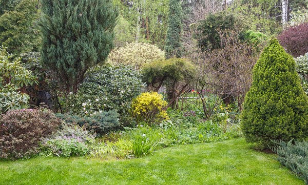 Coniferous trees in the garden: spruce, arborvitae, pine, fir, juniper. Beautiful landscape design