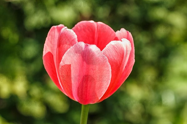 Beautiful rose tulip flower with green blurred background