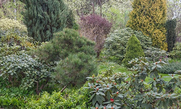 Coniferous trees in the garden: spruce, arborvitae, pine, fir, juniper. Beautiful landscape design