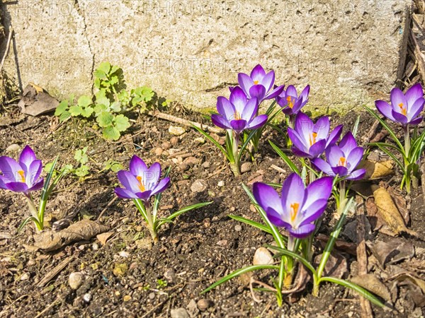 Crocuses blooming in the botanical garden in spring