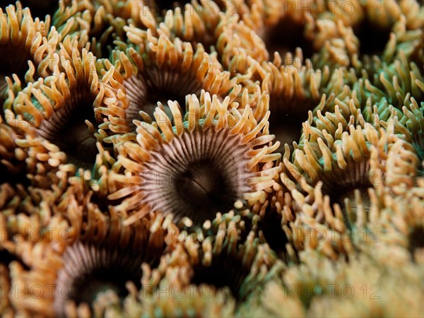 Carpet anemone (Palythoa), dive site El Cabron marine reserve, Arinaga, Gran Canaria, Spain, Atlantic Ocean, Europe
