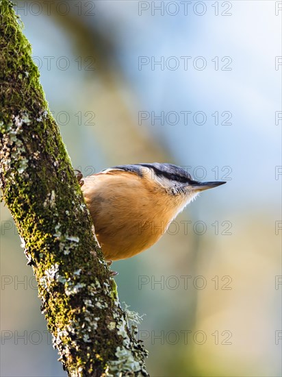 Eurasian Nuthatch, Sitta europaea bird in forest at winter sun