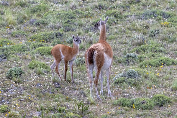 Guanaco (Llama guanicoe), Huanaco, mare with foal, adult, juvenile, Torres del Paine National Park, Patagonia, end of the world, Chile, South America