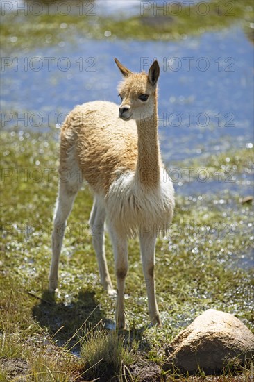 Vicuna or vicuna (Vicugna vicugna) at a waterhole in the Andean highlands, Andahuaylas, Apurimac. region, Peru, South America