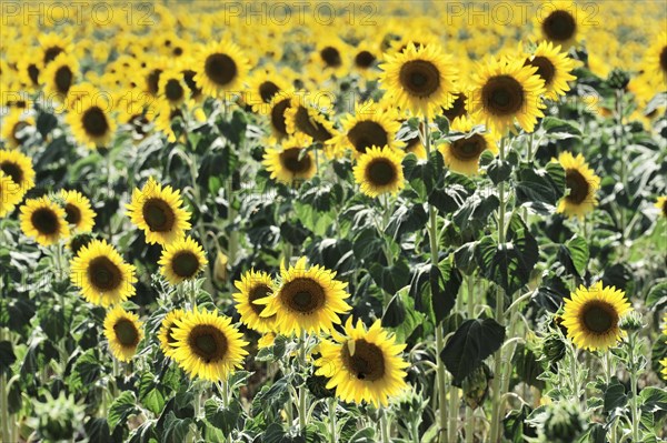 Sunflower field, sunflowers (Helianthus annuus), landscape south of Montepulciano, Tuscany, Italy, Europe