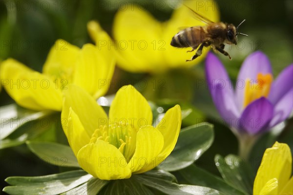 Winter aconites (Eranthis hyemalis), bee, February, Germany, Europe