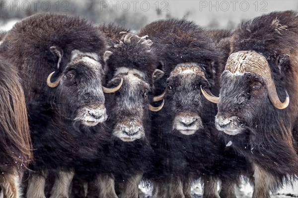 Musk oxen (Ovibos moschatus), herd in a snowstorm, standing, portrait, North Slope, Alaska, USA, North America