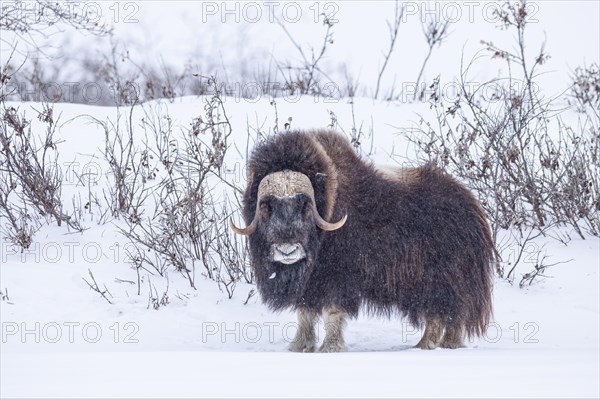 Musk ox (Ovibos moschatus), standing in a snowstorm, bull, North Slope, Alaska, USA, North America