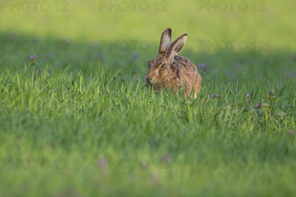 Brown hare (Lepus europaeus) adult animal feeding in springtime farmland cereal field, Suffolk, England, United Kingdom, Europe