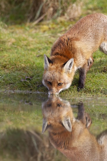 Red fox (Vulpes vulpes) adult animal drinking from a pond, England, United Kingdom, Europe