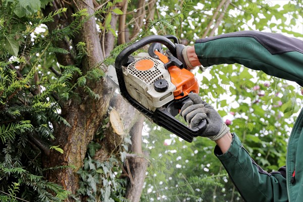 Tree felling, tree felling work. Close-up of a worker with a chainsaw