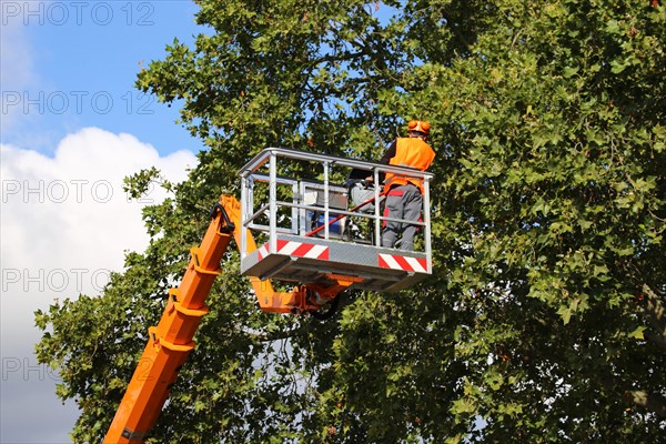 Workers on the work platform pruning or maintaining trees