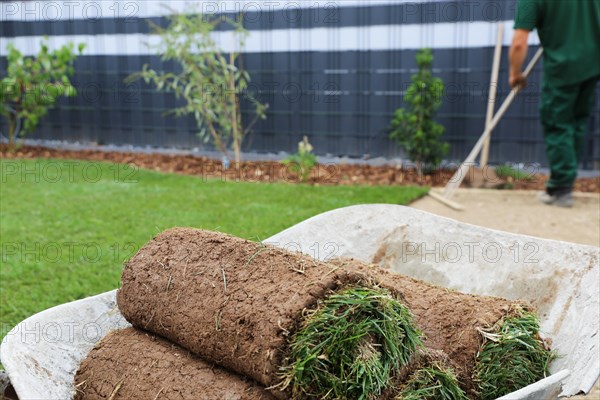 Gardener lays sod