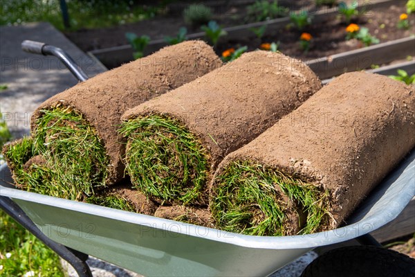 New turf for the garden. The rolls of turf are ready for laying in the wheelbarrow