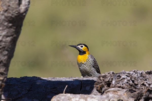 Pileated campo flicker (Colaptes campestris) Pantanal Brazil