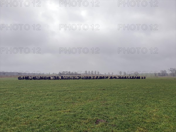 Black-headed sheep on pasture, Mecklenburg-Western Pomerania, Germany, Europe