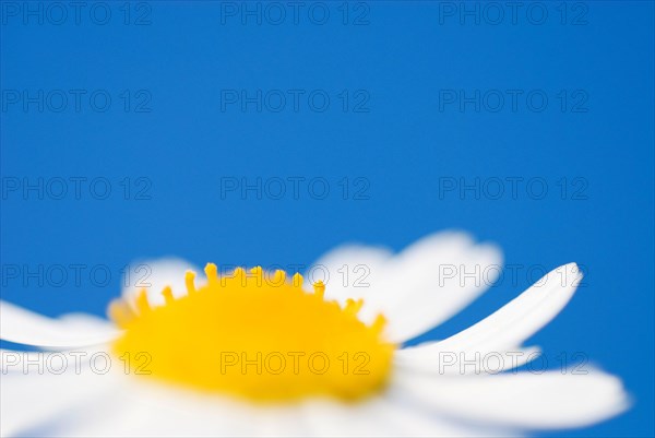 Ox-eye daisy (Leucanthemum vulgare)