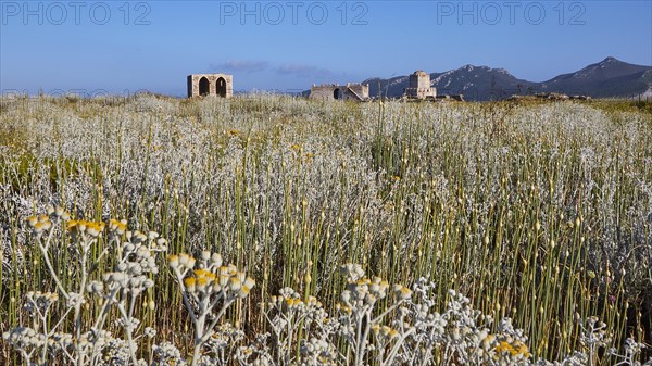 Wide field with wildflowers and ancient ruins against a mountainous backdrop under a blue sky, sea fortress Methoni, Peloponnese, Greece, Europe