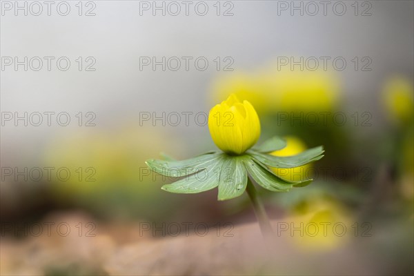 Flowering winter aconite (Eranthis hyemalis), Weinviertel, Lower Austria