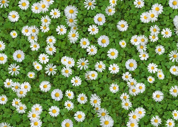 Daisies (Bellis Perennis) on green clover