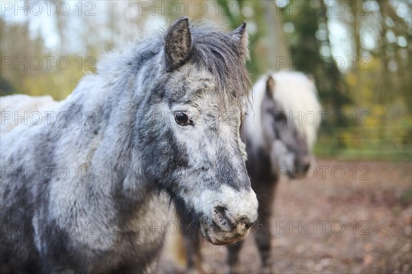 Portrait of a Shetland pony in winter, Bavaria, Germany, Europe