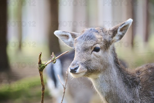 Fallow deer (Dama dama) fawn, portrait, in a forest, Bavaria, Germany, Europe